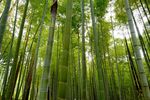 竹林竹园