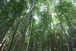 竹林竹园