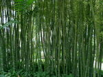 竹林竹叶