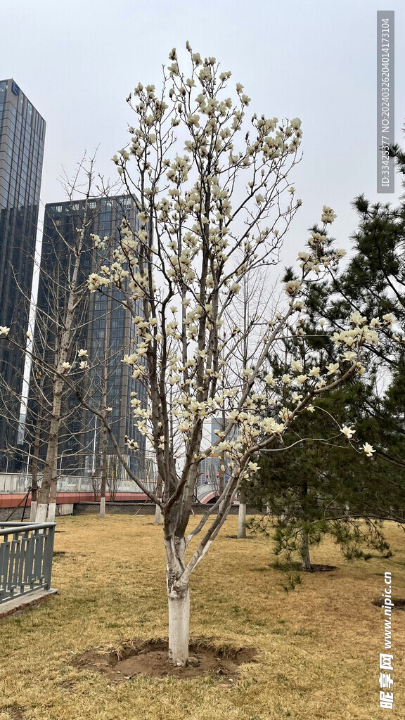 玉兰花