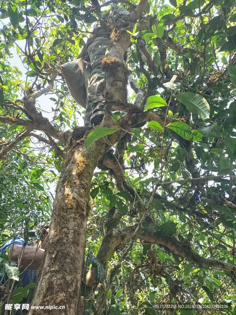 普洱茶树