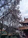 玉兰花