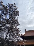 玉兰花