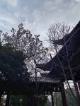 玉兰花