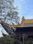 玉兰
