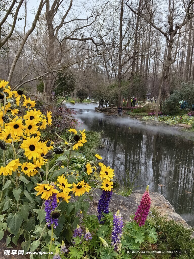 小花  