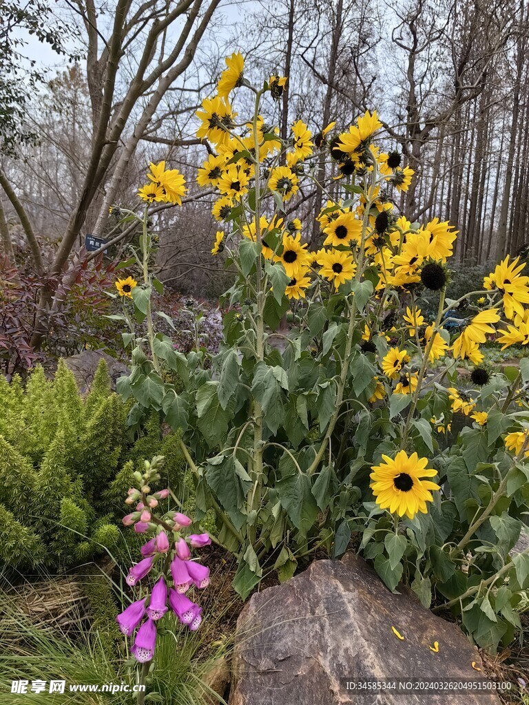 花