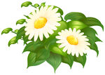 卡通雏菊