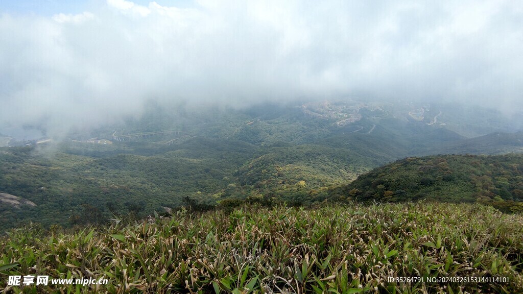 山顶灌木丛