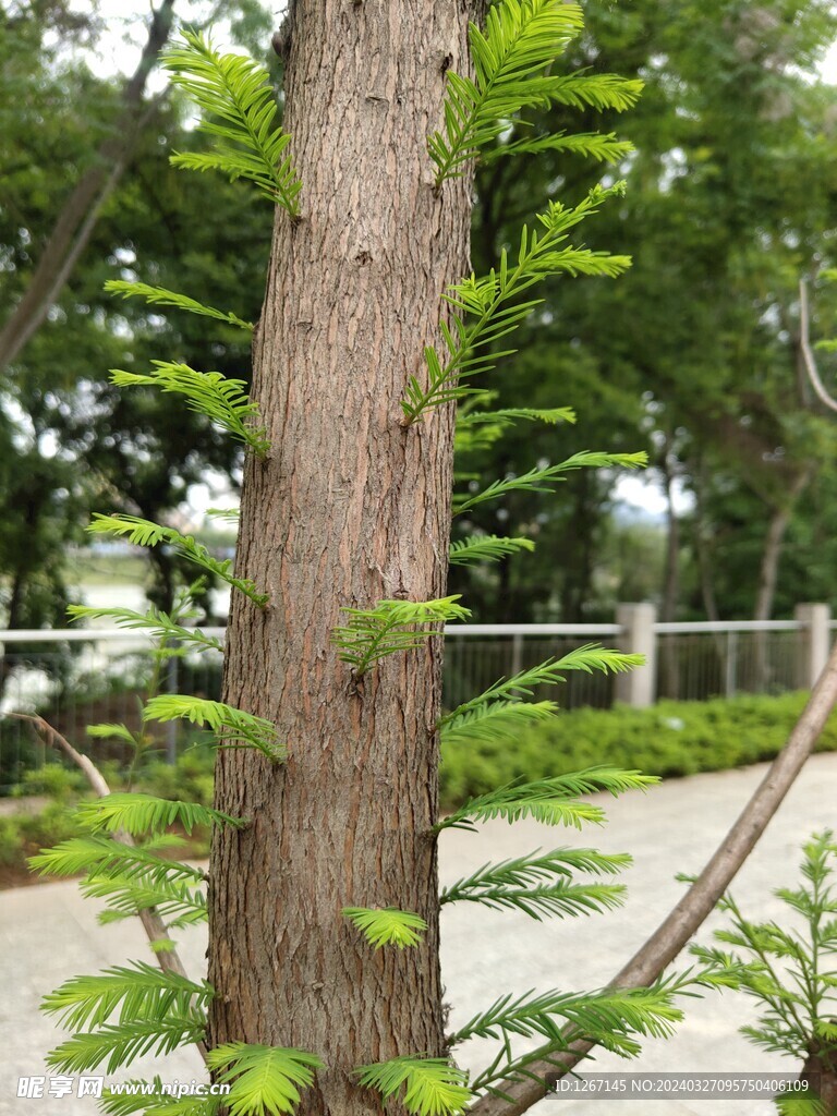 水杉