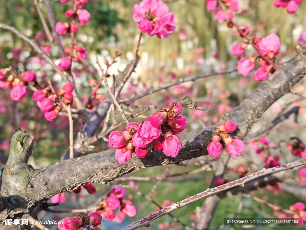 梅花