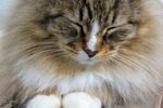 猫咪