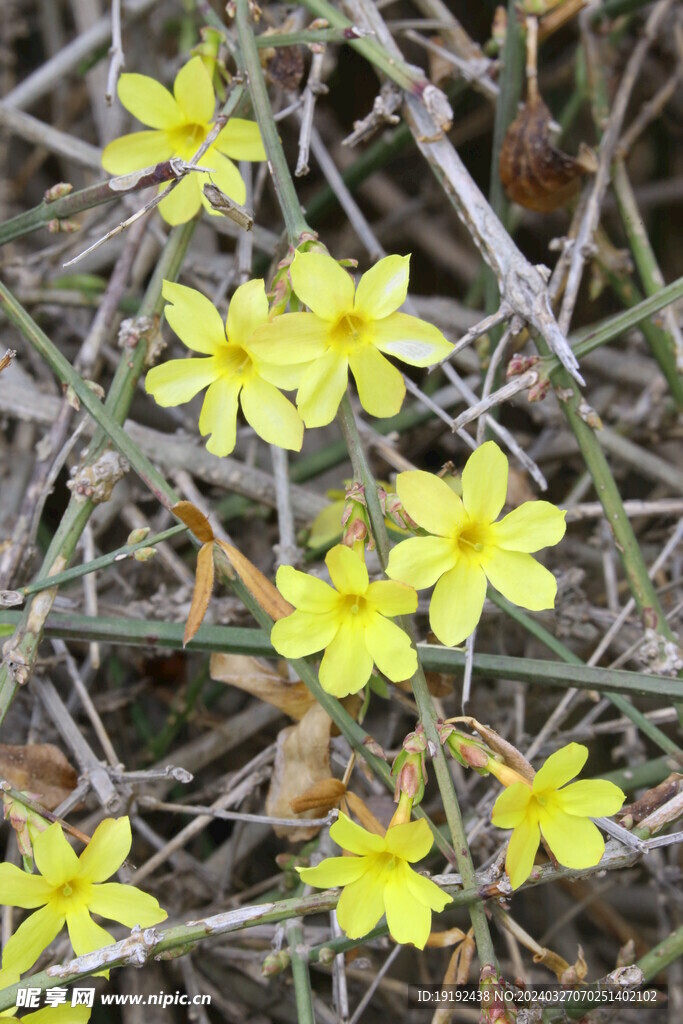 迎春花  