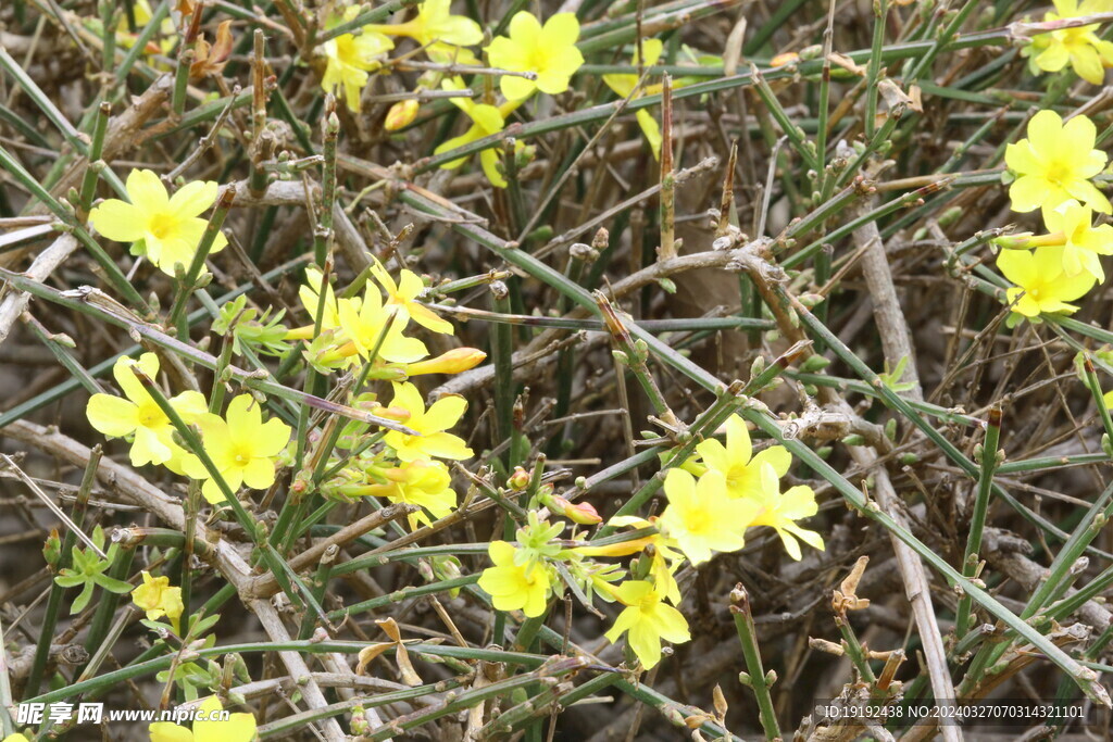 迎春花  