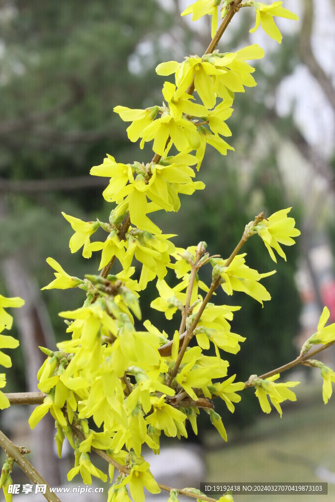 连翘 