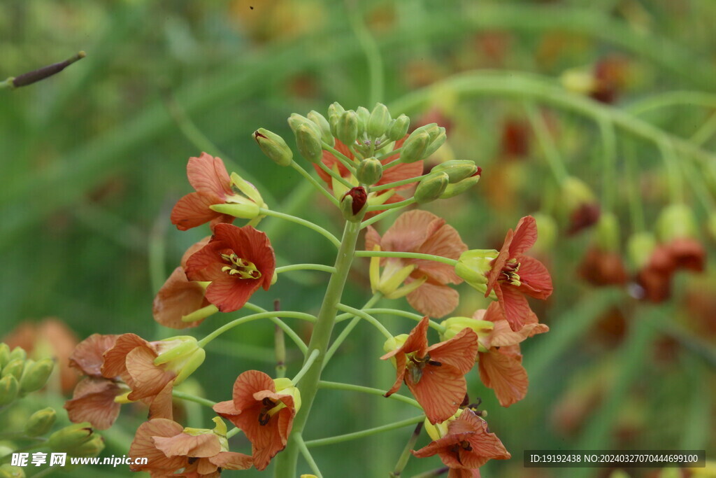 油菜花  