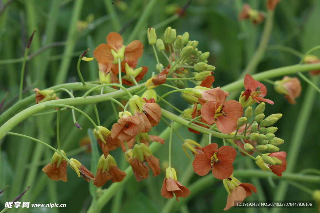 油菜花  