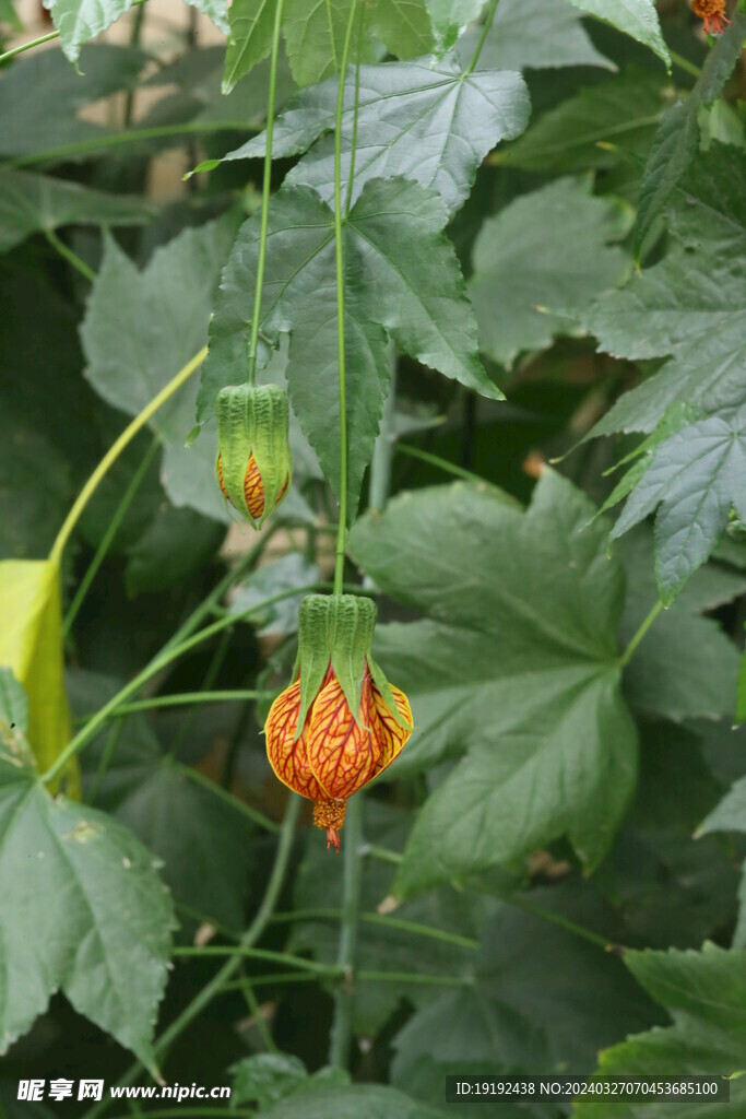 温室花草 