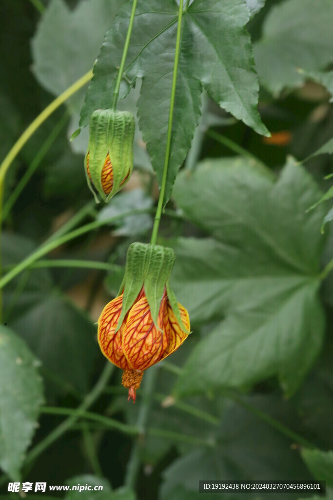 风铃花  