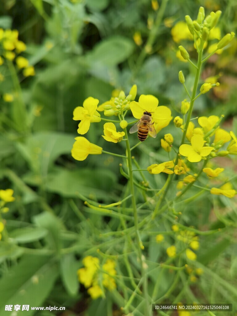 春天的油菜花