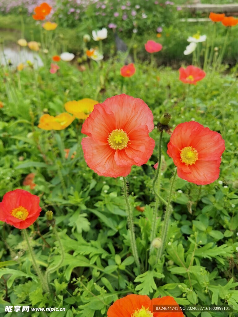 春天红色花朵