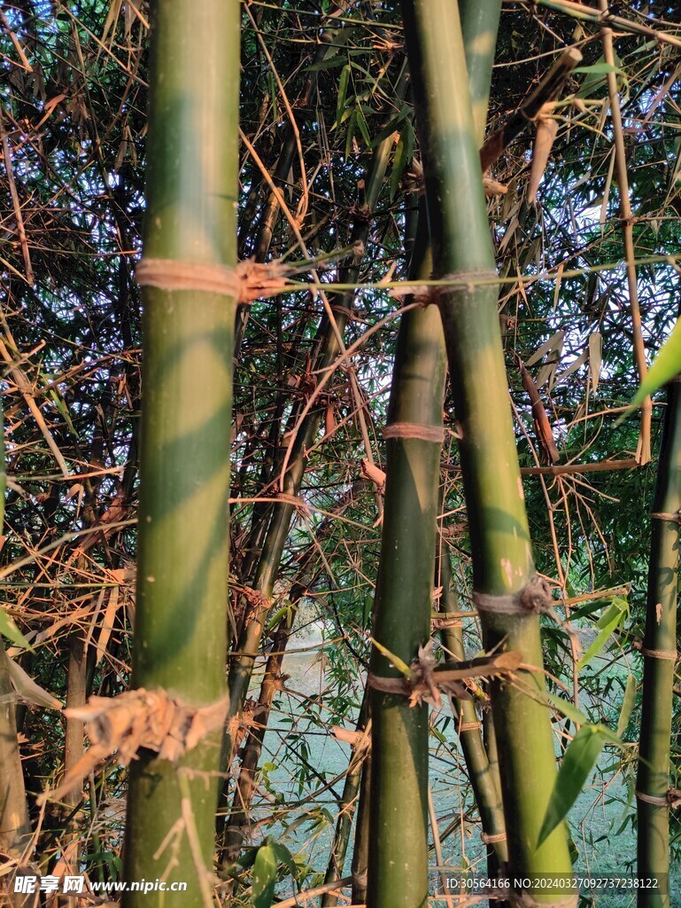 翠竹
