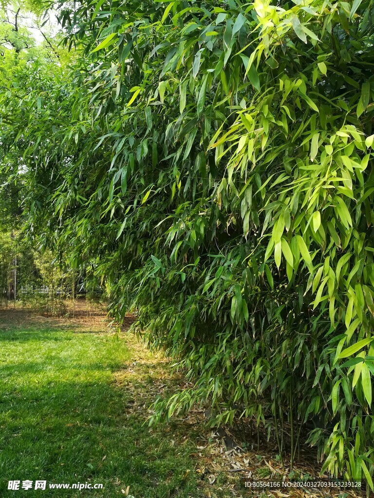 翠竹竹林