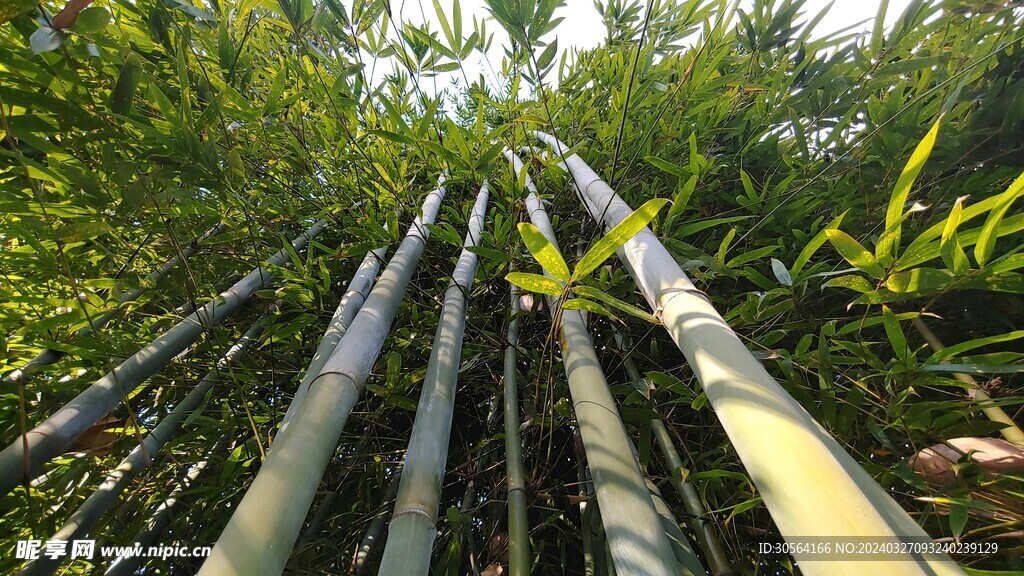 户外竹林