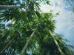 翠竹竹林