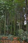 翠竹竹林