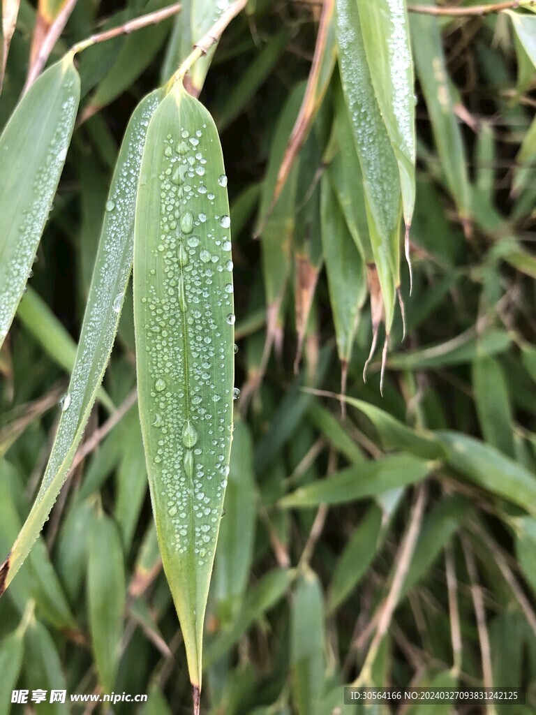 翠竹竹叶