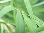 竹林竹叶