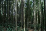 翠竹竹林