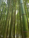 户外竹林