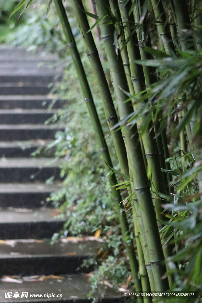 翠竹竹林
