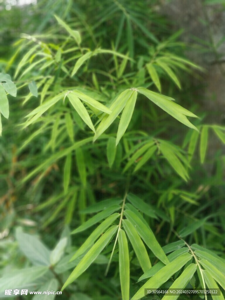 翠竹竹叶