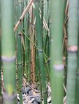 户外竹林