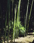 户外竹林