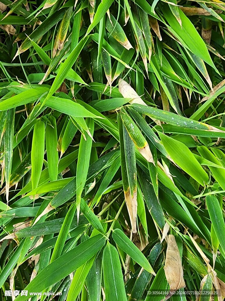 翠竹竹叶