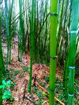 翠竹竹林