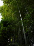 翠竹竹子