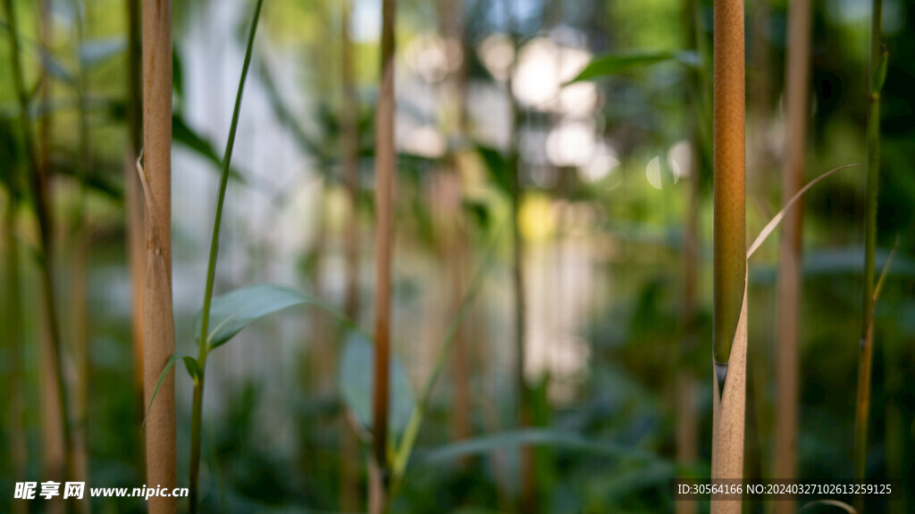 翠竹竹林