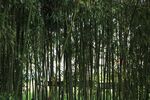 翠竹竹林