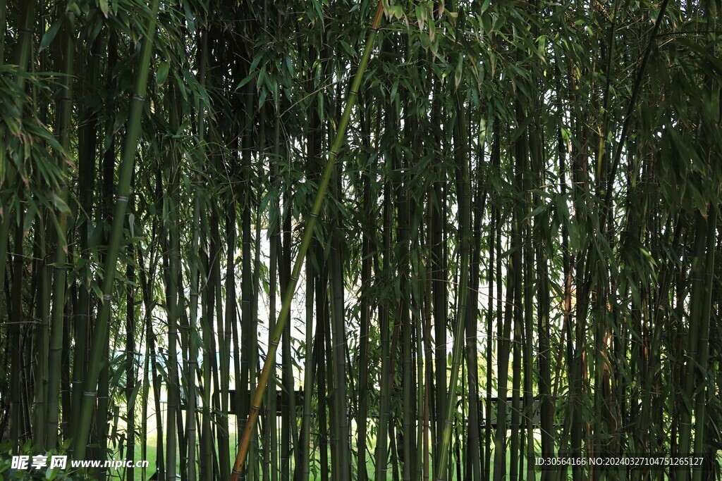 翠竹竹林