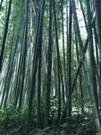户外翠竹竹子