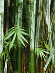 户外翠竹竹子