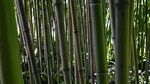 户外翠竹竹林