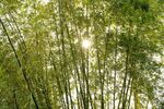 户外竹林竹子