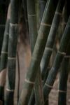 户外竹林