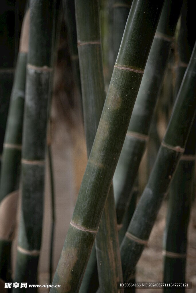 户外竹林